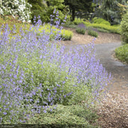 Juniper, Icee Blue #1